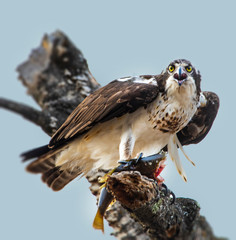 Osprey with Fish