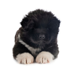 Fototapeta premium puppy american akita