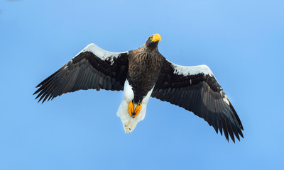 Adult Steller's sea eagle in flight. Scientific name: Haliaeetus pelagicus. Blue sky background.