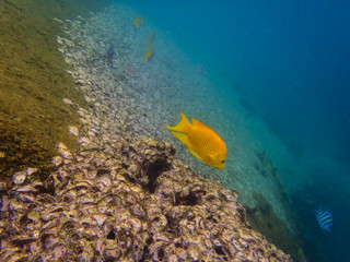 Fish underwater in Thailand Ko Tao