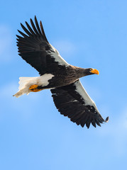 Adult Steller's sea eagle in flight. Scientific name: Haliaeetus pelagicus. Blue sky background.