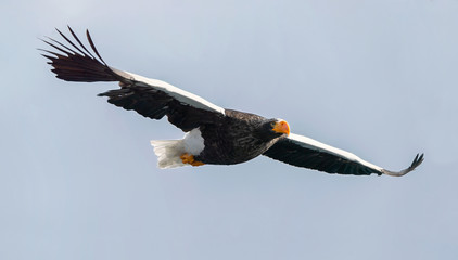 Adult Steller's sea eagle in flight. Scientific name: Haliaeetus pelagicus. Blue sky background.