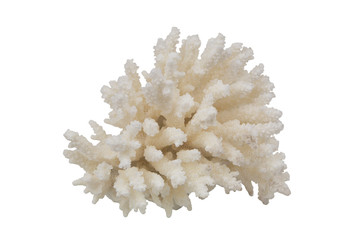Coral branch isolated on white background