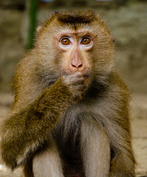 Little monkey looks and eats nuts. Holds the right paw at the mouth. Close-up portrait. Brown eyes are wide open.
