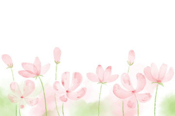 pink blooming watercolor cosmos field background with copy space eps10 vectors illustration