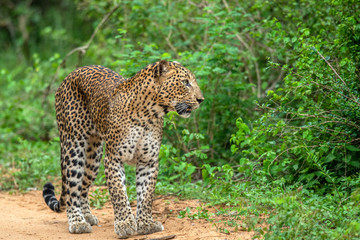 Leopard  on a sandy road. The Sri Lankan leopard (Panthera pardus kotiya). Yala national Park. Sri Lanka