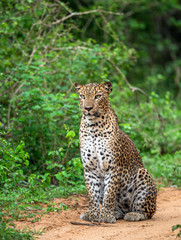 Leopard seating on a sandy road. The Sri Lankan leopard (Panthera pardus kotiya). Yala national Park. Sri Lanka