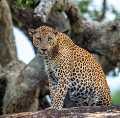 Old Leopard male with scars on the face lies on the rock. The Sri Lankan leopard (Panthera pardus kotiya) male.
