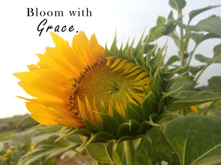Inspirational motivational quote - Bloom with grace. With nature garden background of sunflower...