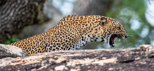 Leopard roaring. Leopard on a stone. The Sri Lankan leopard (Panthera pardus kotiya) female.