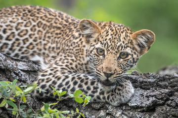 Fototapeta na wymiar Leopard cub