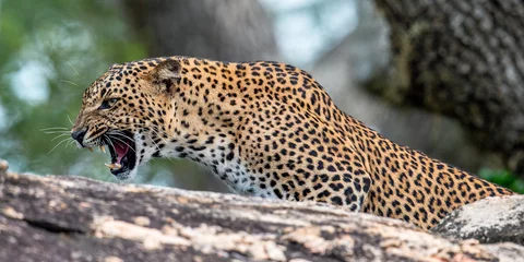  Leopard roaring. Leopard on a stone. The Sri Lankan leopard (Panthera pardus kotiya) female. © Uryadnikov Sergey