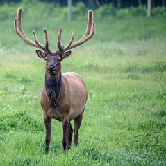 Elk
