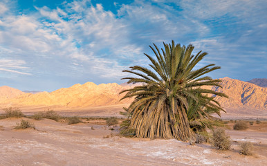 Fototapeta na wymiar Sandy desert area in nature reserve and ecological ancient park - Evrona, it is located 5 km north of tourist resort city of Eilat, Israel 