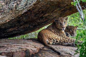 Leopards on a rock. The Female and male of Sri Lankan leopard (Panthera pardus kotiya). Sri Lanka....