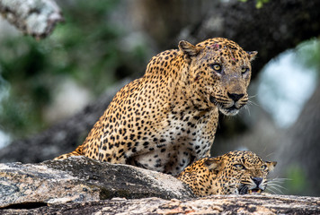 Leopards mating on a rock. The Female and male of Sri Lankan leopard (Panthera pardus kotiya). Sri Lanka. Yala National Park.