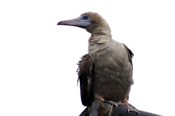 Red-footed Booby (Sula sula) bird isolated on white background. Marine bird in natural habitat. North Pacific ocean.