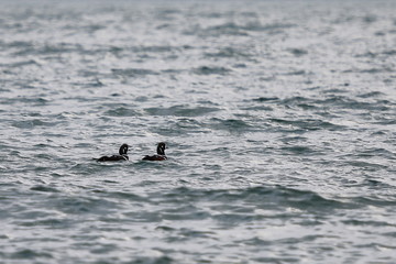 Fototapeta premium Harlequin ducks (Histrionicus histrionicus) swimming on the sea surface. Two drakes on the water. Group of wild ducks in natural habitat.