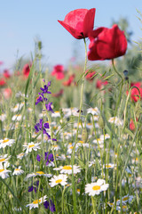 Fototapeta premium A field of wild flowers in spring