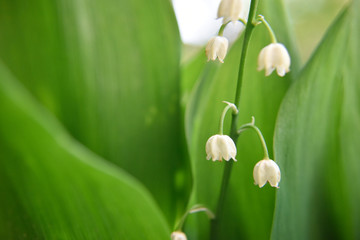 White bellflower with leafs in spring