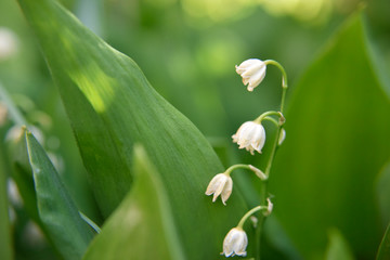 White bellflower with leafs in spring, selective focus