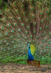 Obraz premium Portrait of beautiful peacock with feathers out. The Indian peafowl or blue peafowl (Pavo cristatus)