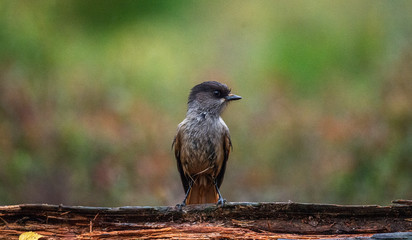 Fototapeta premium The Siberian Jay (Perisoreus infaustus)