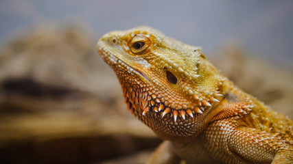 Closeup of a bearded dragon at a pet store, leaning against a log and looking in the camera with disdain.