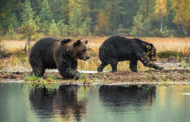 A brown bears on the bog in the autumn forest. Adult Big Brown Bear Male. Scientific name: Ursus arctos. Natural habitat, autumn season.