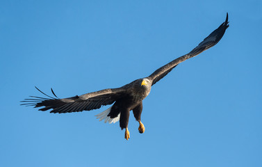 Adult White-tailed eagle in flight. Blue sky background. Scientific name: Haliaeetus albicilla, also known as the ern, erne, gray eagle, Eurasian sea eagle and white-tailed sea-eagle.