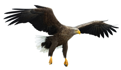 Adult White tailed eagle in flight. Isolated on White background. Scientific name: Haliaeetus albicilla, also known as the ern, erne, gray eagle, Eurasian sea eagle and white-tailed sea-eagle.