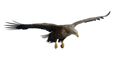Adult White tailed eagle in flight. Isolated on White background. Scientific name: Haliaeetus albicilla, also known as the ern, erne, gray eagle, Eurasian sea eagle and white-tailed sea-eagle.