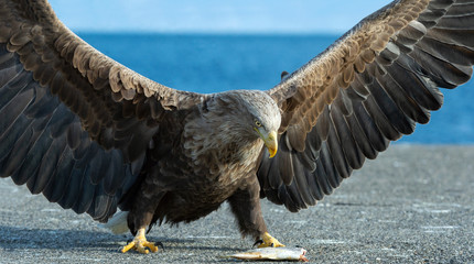 Juvenile White tailed eagle spreading wings. Scientific name: Haliaeetus albicilla, also known as the ern, erne, gray eagle, Eurasian sea eagle and white-tailed sea-eagle.