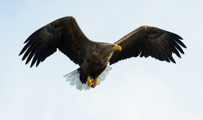 Adult White-tailed eagle in flight. Blue sky background. Scientific name: Haliaeetus albicilla, also known as the ern, erne, gray eagle, Eurasian sea eagle and white-tailed sea-eagle.
