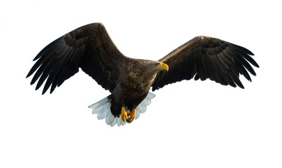 Adult White tailed eagle in flight. Isolated on White background. Scientific name: Haliaeetus albicilla, also known as the ern, erne, gray eagle, Eurasian sea eagle and white-tailed sea-eagle.