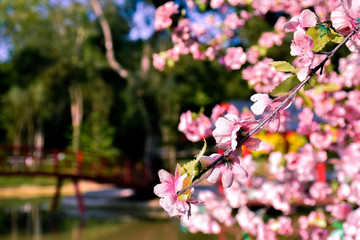 outdoor beauty artificial flowers flora spring nature flower background pink sakura cherry blossom design in garden park giving a romantic and fresh feeling.