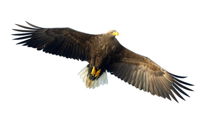 Adult White tailed eagle in flight. Isolated on White background. Scientific name: Haliaeetus albicilla, also known as the ern, erne, gray eagle, Eurasian sea eagle and white-tailed sea-eagle.