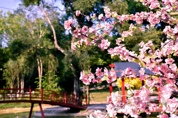 outdoor beauty artificial flowers flora spring nature flower background pink sakura cherry blossom design in garden park giving a romantic and fresh feeling.