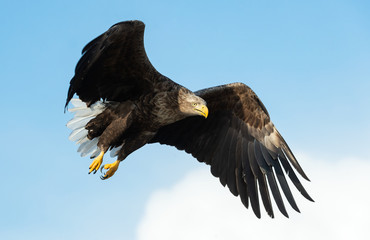 Adult White-tailed eagle in flight. Blue sky background. Scientific name: Haliaeetus albicilla, also known as the ern, erne, gray eagle, Eurasian sea eagle and white-tailed sea-eagle.