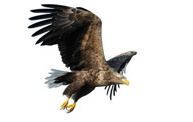 Adult White tailed eagle in flight. Isolated on White background. Scientific name: Haliaeetus albicilla, also known as the ern, erne, gray eagle, Eurasian sea eagle and white-tailed sea-eagle.