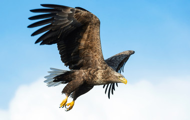 Adult White-tailed eagle in flight. Blue sky background. Scientific name: Haliaeetus albicilla, also known as the ern, erne, gray eagle, Eurasian sea eagle and white-tailed sea-eagle.