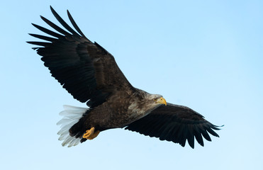 Adult White-tailed eagle in flight. Blue sky background. Scientific name: Haliaeetus albicilla, also known as the ern, erne, gray eagle, Eurasian sea eagle and white-tailed sea-eagle.