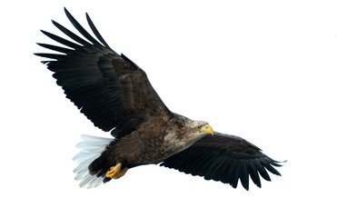 Fototapeta premium Dorosły orzeł bielik w locie. Na białym tle. Nazwa naukowa: Haliaeetus albicilla, zwana także ern, erne, orzeł szary, orzeł bielik i bielik.