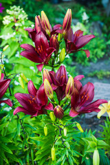 Blooming lily flowers on the garden. Shallow depth of field.