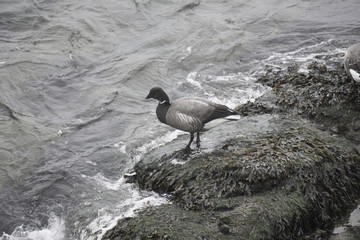 Oie sauvage au bord de la rivière .