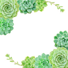 Fototapeta premium Mix types of green succulent plants square frame arrangement, white background