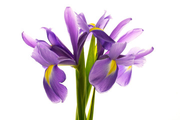 blue iris flowers isolated on white background