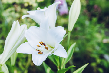 Obraz premium Blooming lily flowers on the garden. Shallow depth of field.
