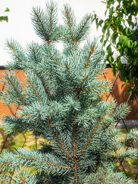 Colorado blue spruce