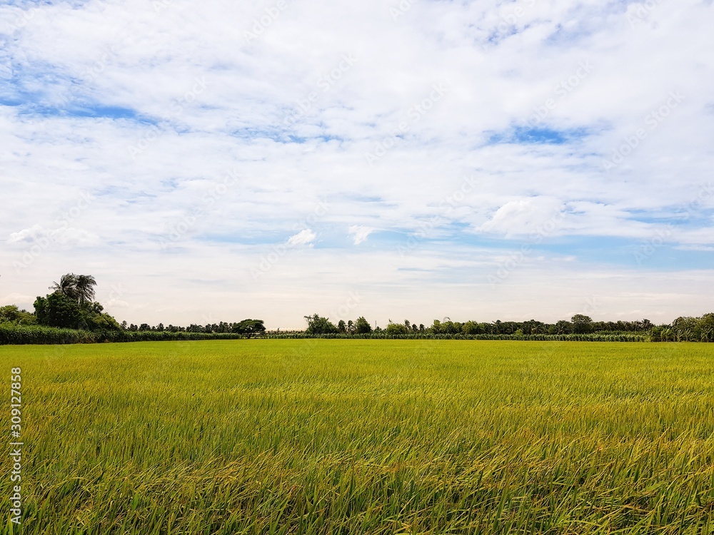 Wall mural green field and blue sky